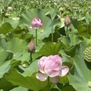 とんとんの画像
