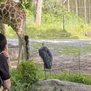 大城