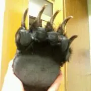 トンボ
