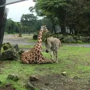 おーちゃん