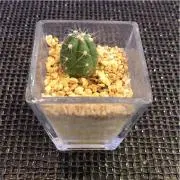 yyyoの画像
