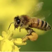 はち