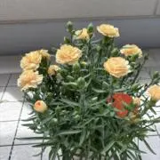 たいたいの画像