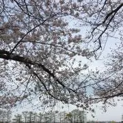 めだかの画像