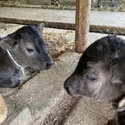 もーもーの画像
