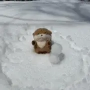 ちびすけの画像