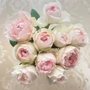 moco-mocoの画像
