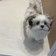おもち