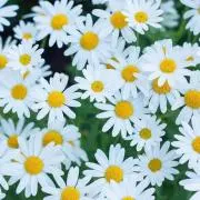 Daisyの画像