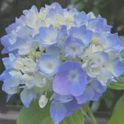 A.M.の画像