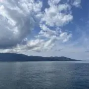 あんずの画像