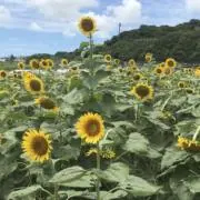 shoterreedusの画像