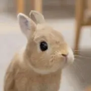 ふわうさぎ♡