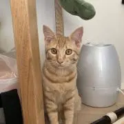 らむ
