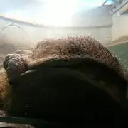 まるっちの画像
