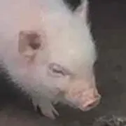 ぽんこの画像