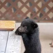 クマの画像