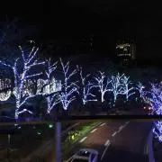 白鳥の画像