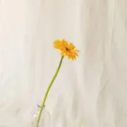 E-maaの画像