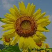 ひまわりの画像
