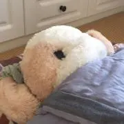 兎丸ちゃんの画像
