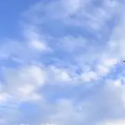 wamoの画像