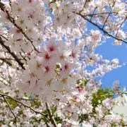mii(土日祝発送お休み)の画像