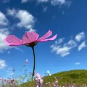 nikuの画像