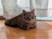 アオ