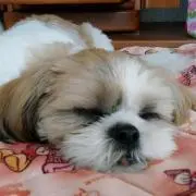 れれれのれ