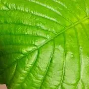 umbellataの画像