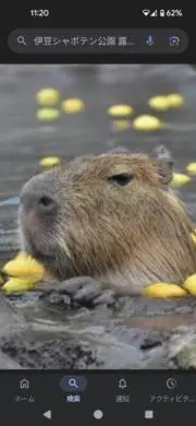 カピバラ