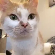チワワ船長の画像