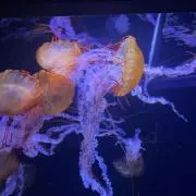 ななの画像
