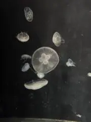 Cyncaの画像