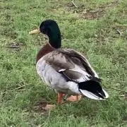 きなこの画像