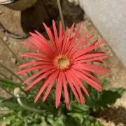 ナミ