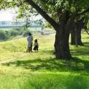 sakuraの画像