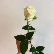 茉~ちゃんの画像