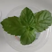 sss☆すぐに発送いたします！の画像