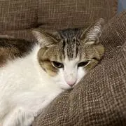 ちゃらこ