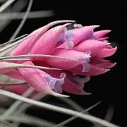 ティランジア ボブホルムズジュエル Tillandsia - メルカリ