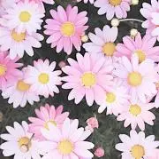 あんこの画像