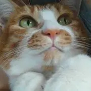 ハンナ