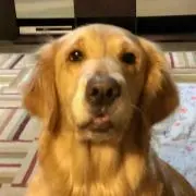 もりのわんこ