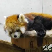 まるの画像