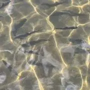 MIN