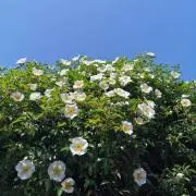 kanoの画像