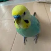 ちっちの画像