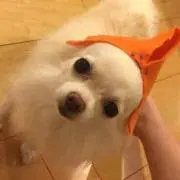 ゴンタ